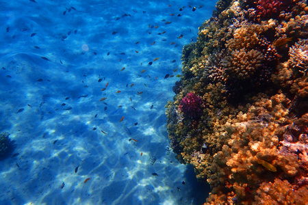 水族馆 海的 野生动物 浮潜 埃及 动物 海洋 珊瑚 水下