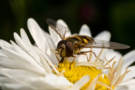 蜜蜂 开花 洋甘菊 花粉 食蚜蝇 花瓣 甘菊 野生动物 生态学