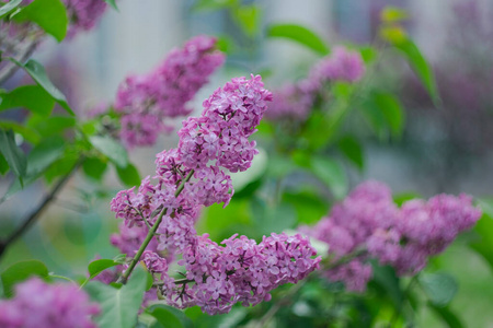 粉红色 植物区系 季节 植物学 花园 开花 丁香花 夏天