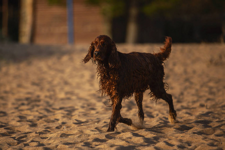 甜的 海洋 假期 夏天 外部 肖像 可爱的 犬科动物 自然