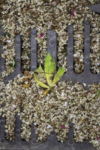 花的 季节 生长 四月 土壤 分支 植物学 花园 树叶 森林