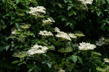 公园 盛开 开花 草药 外部 美丽的 夏天 植物 树篱 花瓣