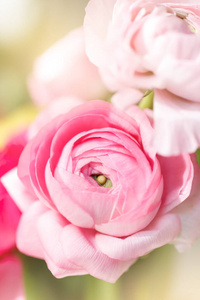周年纪念日 母亲 感激 复制 花的 温柔 美女 开花 自然