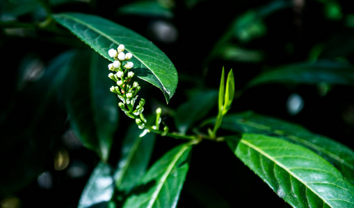 园艺 自然 植物学 简单的 植物 夏天 甜的 开花 美女