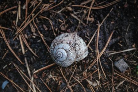 Empty white shell of a snail house in the forest on dry branches