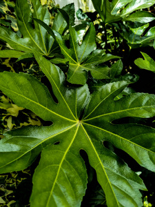 花园 花的 室内植物 植物 夏天 美丽的 怪兽 树叶 植物区系