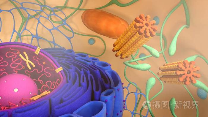 体细胞的三维渲染三维插图单元模型