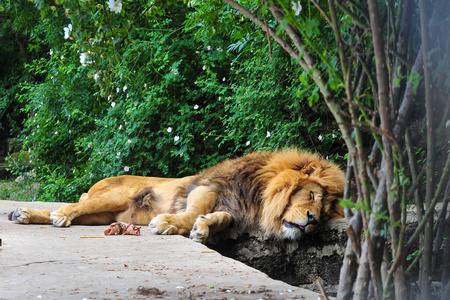 自然 动物园 肖像 幼兽 狮子 猫科动物 力量 特写镜头