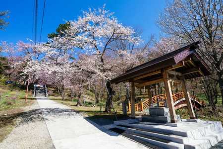 樱花 分支 风景 日本人 圣地 北海道 蓝天 盛开 樱桃