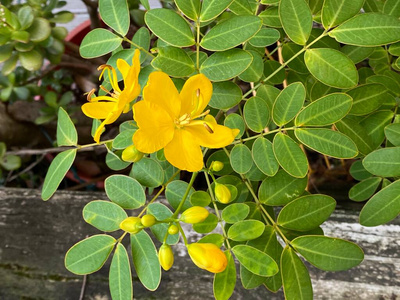 自然 幼苗 照片 集群 盛开 植物 花园 形象 土壤 树叶