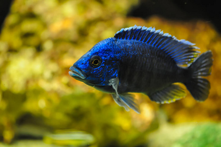 海的 宠物 小丑鱼 水肺 动物 水族馆 刺骨 美丽的 游泳