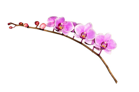 植物学 花瓣 紫色 开花 花束 美丽的 盛开 自然 特写镜头