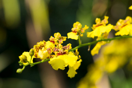 颜色 集中 花瓣 花的 紫色 植物 夏天 开花 紫罗兰 花园