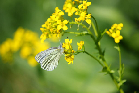 蝴蝶 夏天 美丽的 花园 自然 植物 昆虫 花的 草地 植物区系