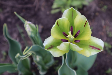 植物学 自然 植物 植物区系 生态学 美丽的 花瓣 公园