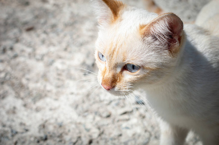 猫科动物 短发 动物 花园 毛茸茸的 基蒂 肖像 宠物 可爱极了