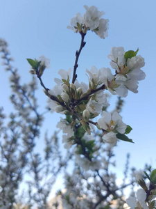 自然 苹果 花的 美丽的 分支 花瓣 盛开 植物区系 美女