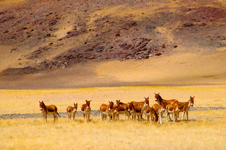 骆驼 野生动物 兽群 沙漠 风景 哺乳动物 沙丘 自然 天空