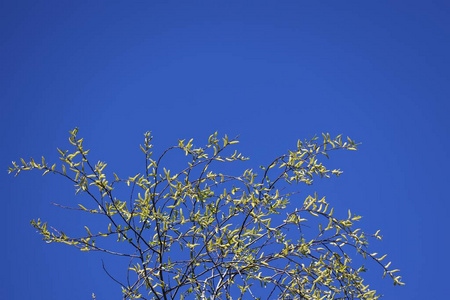 分支 植物区系 柳树 天空 苹果 花园 樱桃 花瓣 盛开