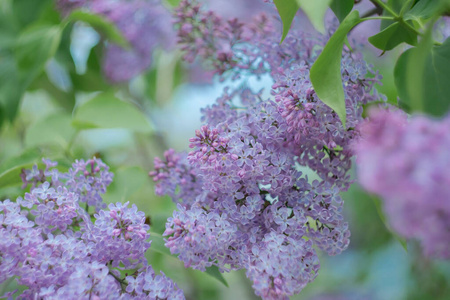 紫色 灌木 季节 花的 自然 植物 分支 花园 丁香花 花瓣