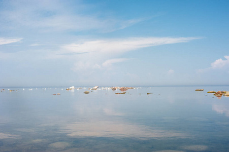 美丽的 夏天 野生动物 风景 动物 地平线 自然 反射 波罗的海