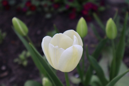 季节 花瓣 美丽的 特写镜头 风景 欧洲 阳光 卡片 花的