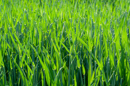 小麦 农业 植物 粮食 植物区系 乡村 种植园 农田 食物