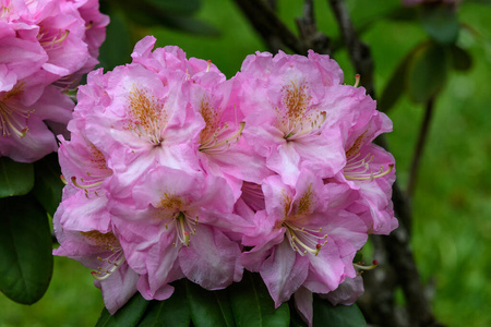 粉红色 开花 夏天 植物学 花盆 春天 植物区系 美女 盛开