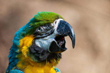 丛林 美国 墨西哥 可爱的 金刚鹦鹉 颜色 肖像 美丽的