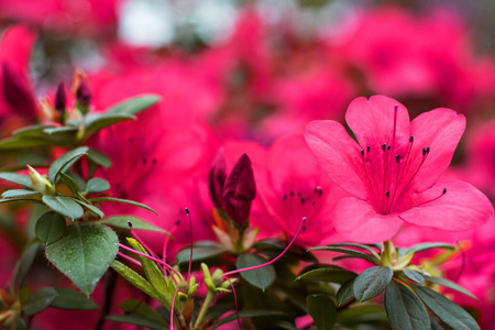 粉红色 特写镜头 植物 自然 美女 开花 纹理 园艺 杜鹃花
