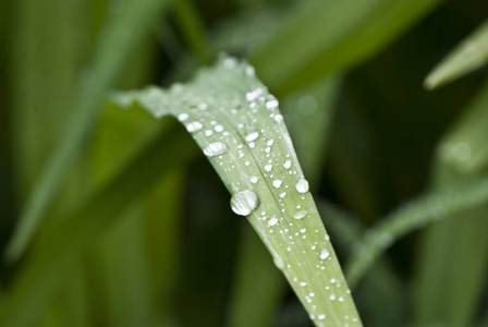 觉醒 自然 特写镜头 一滴雨 植物 夏天 春天 液滴 虹膜