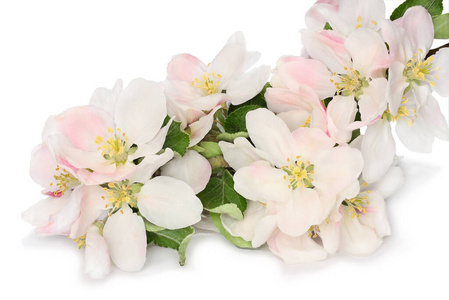 自然 粉红色 花的 日本人 樱桃 特写镜头 盛开 园艺 花园