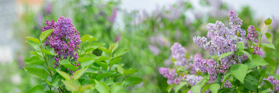 粉红色 颜色 春天 紫罗兰 季节 丁香花 花瓣 花的 开花