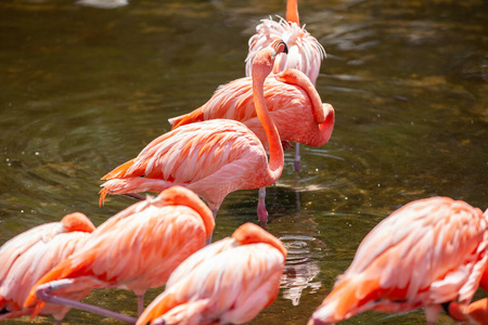 16个字母木鸭(艾克斯波萨)河边小径的秋景鸳鸯鸳鸯马利公园有桥的水池