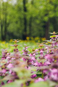 自然 特写镜头 紫色 花园 盛开 粉红色 花的 植物区系