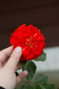 玫瑰 植物区系 花瓣 玫瑰色 自然 春天 艺术 花的 情人