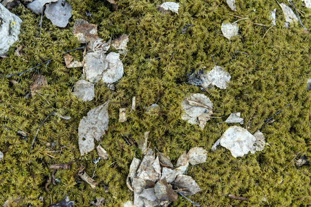 苔藓落叶和鹅卵石的质地和质地