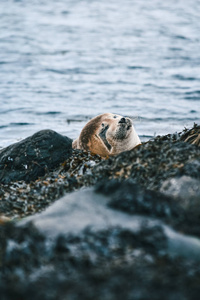 Wildlife in Iceland. Travel West Coast. 