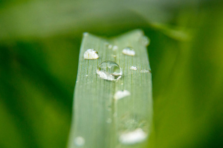 雨滴 植物区系 早晨 草坪 环境 生长 牧场 生活 草地