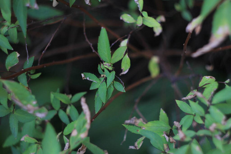 生长 植物学 春天 夏天 美女 自然 植物 环境 分支 植物区系