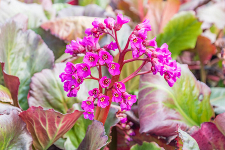 开花 花瓣 花的 春天 园艺 夏天 岩白菜属 盛开 自然