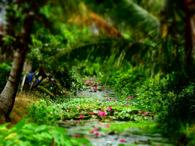 冒险 旅游 越南 植物 植物区系 自然 风景 旅行 湄公河