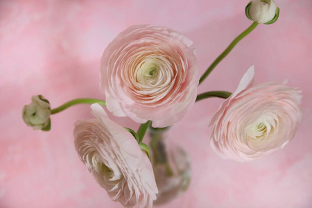 自然 粉红色 春天 浪漫 婚礼 毛茛 纹理 温柔 花瓶 美丽的