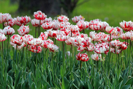 招呼 自然 植物 美丽的 盛开 美女 花的 夏天 春天 植物学