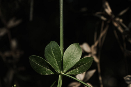 自然 分支 春天 食物 植物 三叶草 生长 草本植物 成长