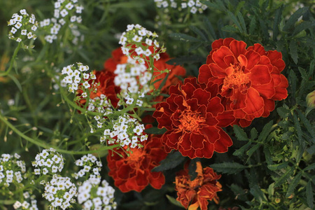 园艺 植物区系 花瓣 美丽的 开花 季节 院子 天空 植物