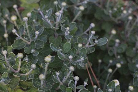 夏天 园艺 颜色 美丽的 生长 植物区系 花的 植物学 草本植物