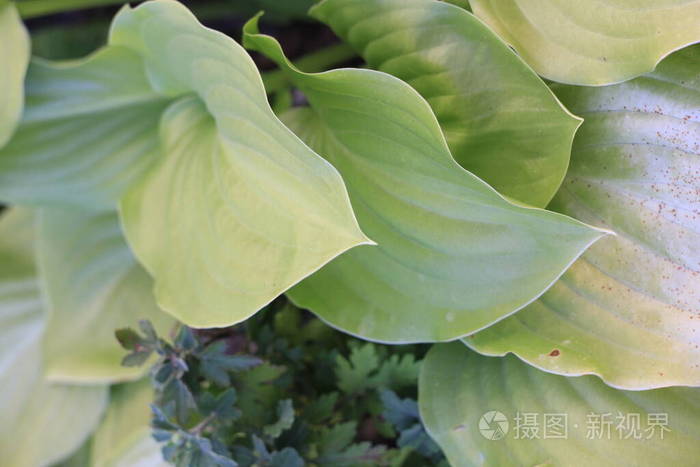 花瓣 盛开 自然 夏天 植物 斯帕特 植物学 植物区系 池塘