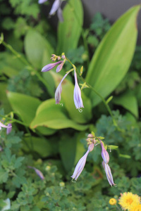颜色 植物学 盛开 花园 自然 植物 花瓣 紫色 特写镜头