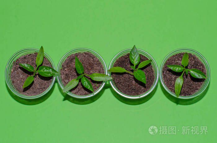 在绿色背景的塑料盆里的甜椒幼苗的特写镜头甜椒苗顶视图